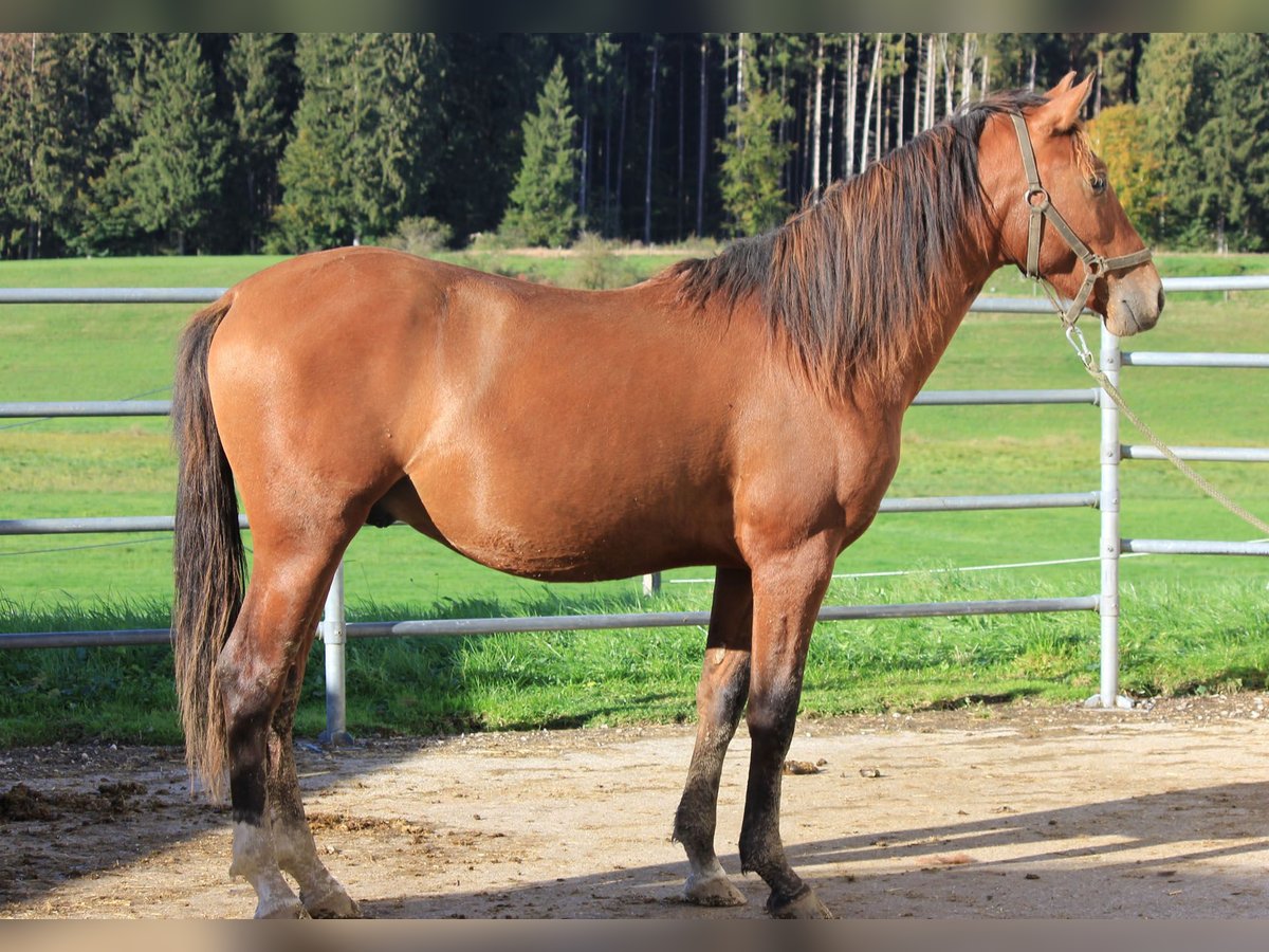 Caballo Leonharder Semental 2 años 160 cm Castaño in Grabenstätt