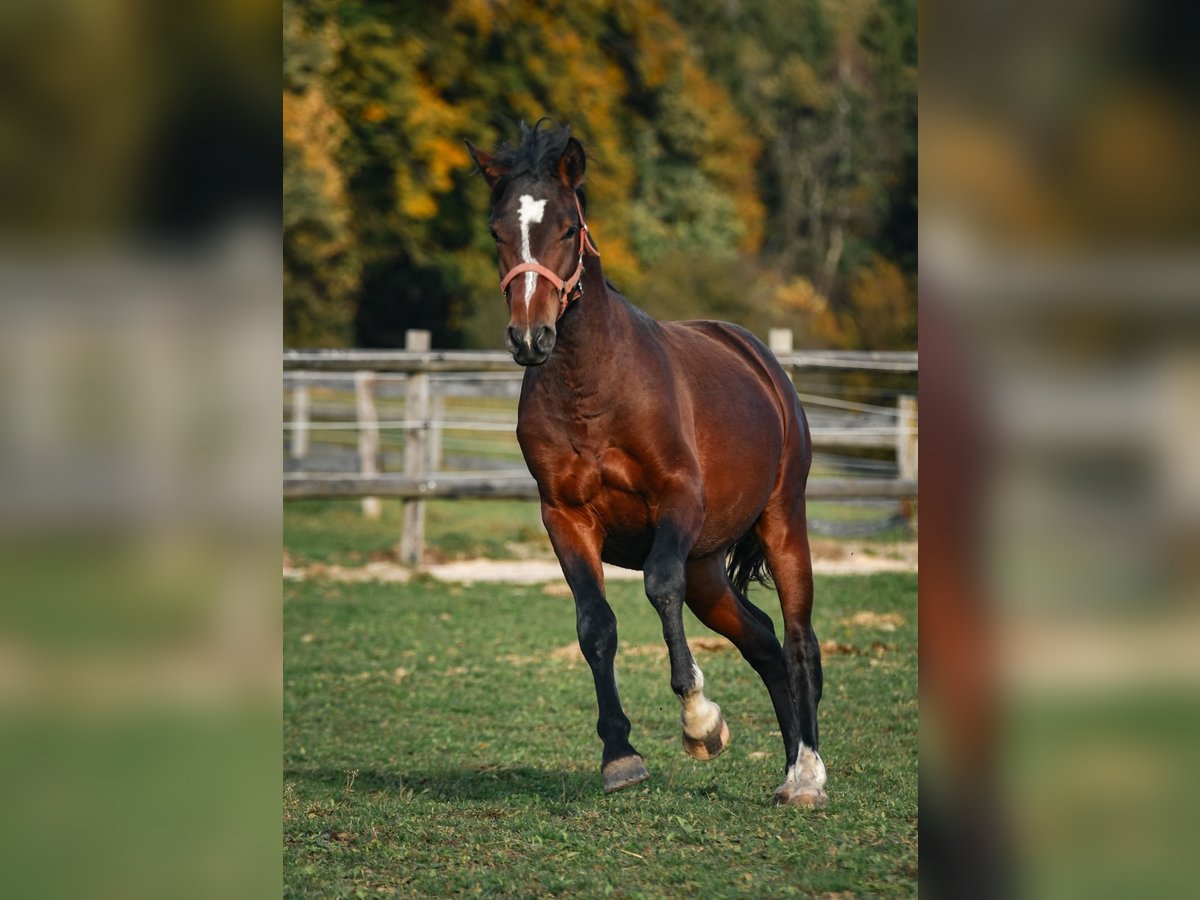 Caballo Leonharder Semental 3 años 150 cm Castaño in Grabenstätt