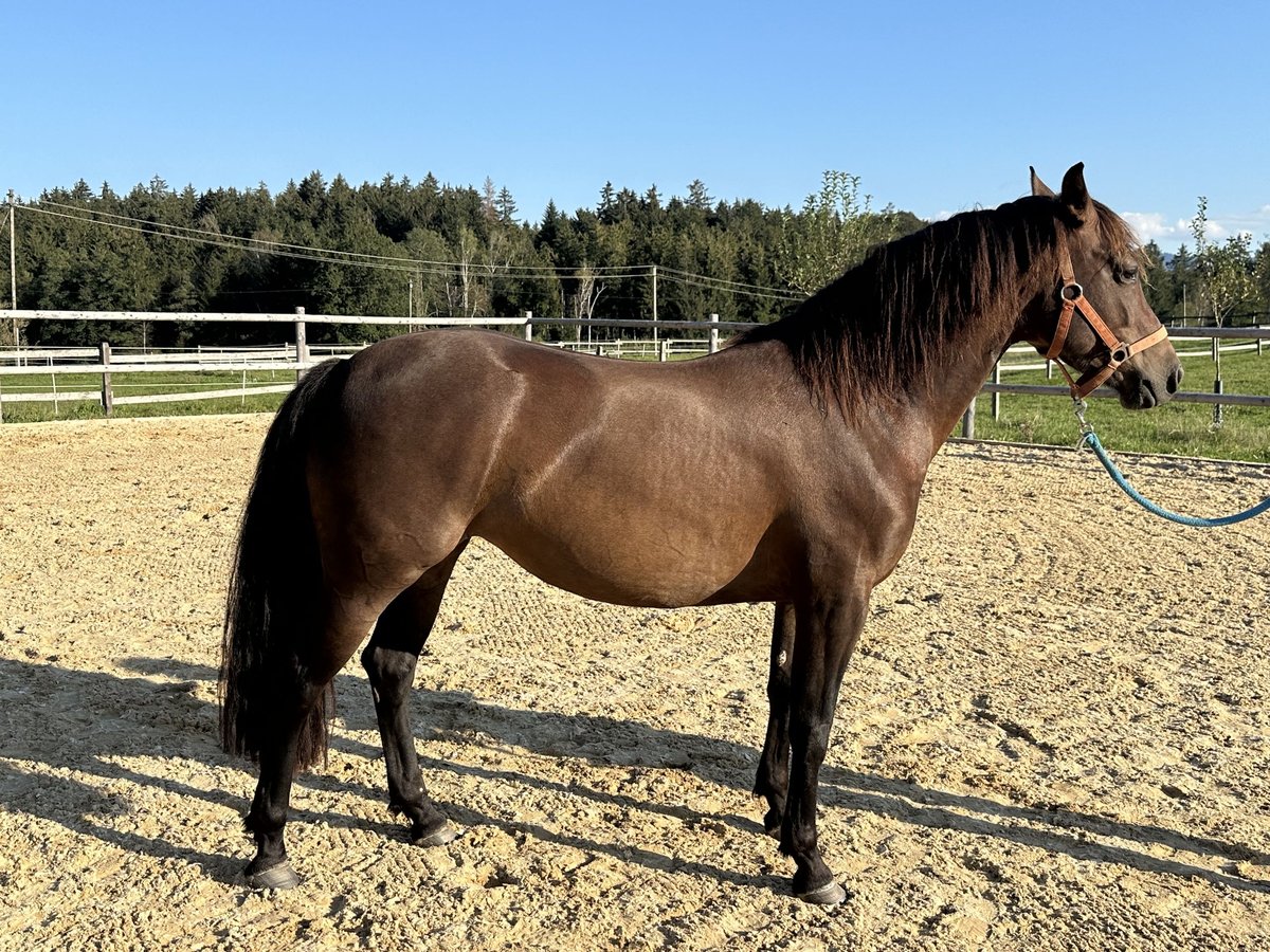 Caballo Leonharder Yegua 5 años 147 cm Castaño in Grabenstätt