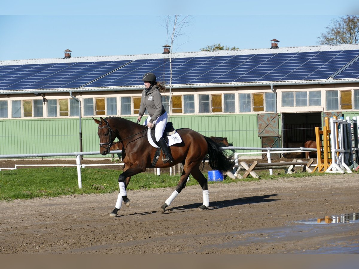 Caballo Letón Caballo castrado 4 años 170 cm Castaño in Ganschow