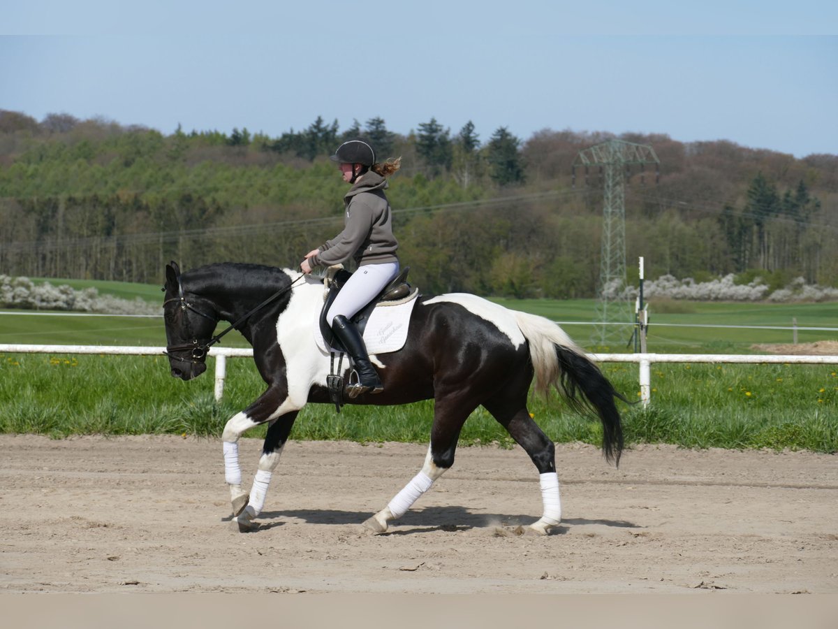 Caballo Letón Caballo castrado 7 años 169 cm Pío in Ganschow