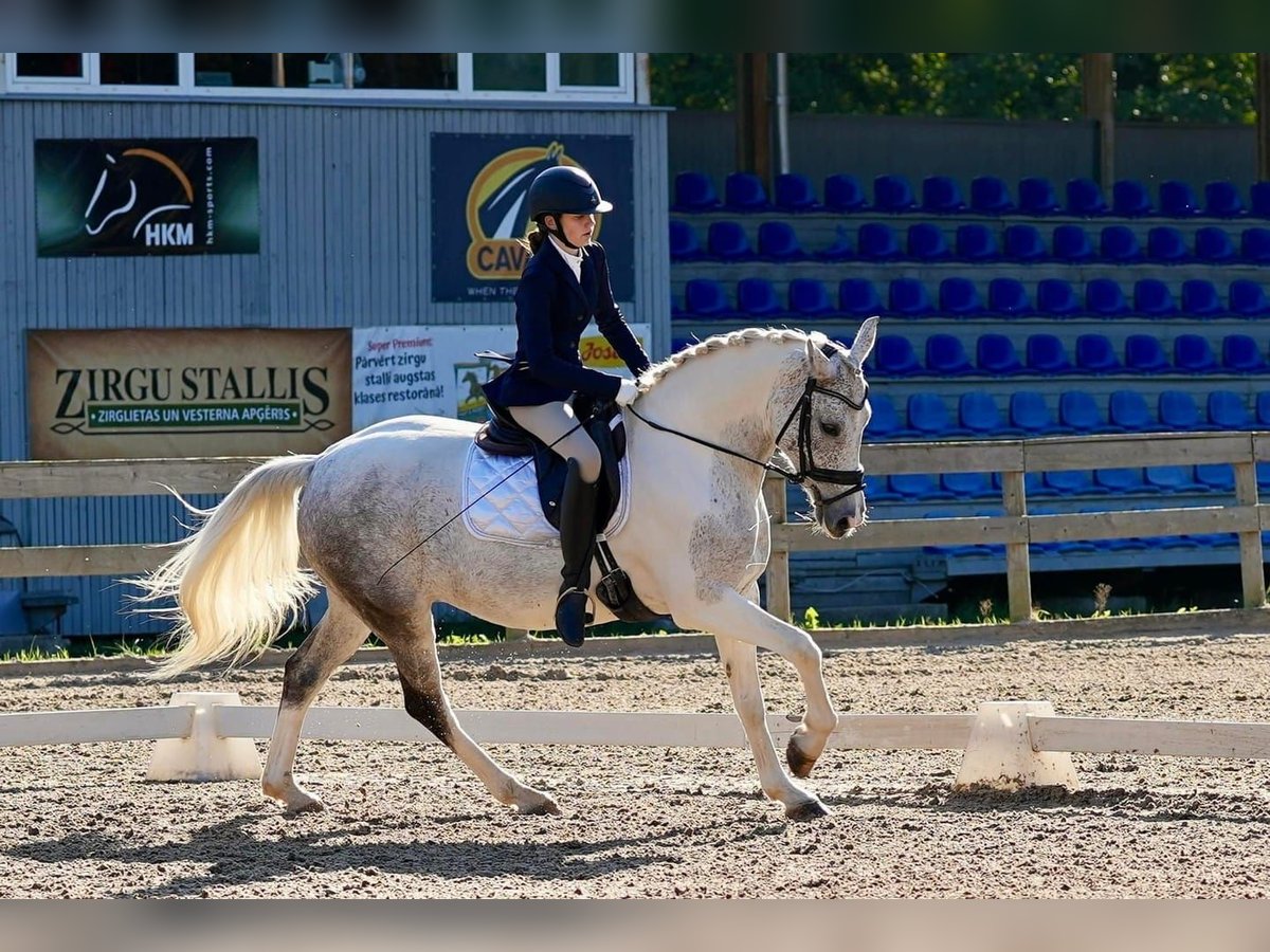 Caballo Letón Mestizo Yegua 8 años 161 cm Tordo ruano in Riga