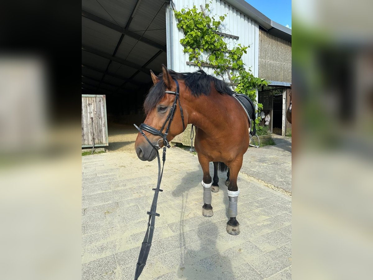 Caballo ruso Yegua 7 años 146 cm Castaño in Düsseldorf