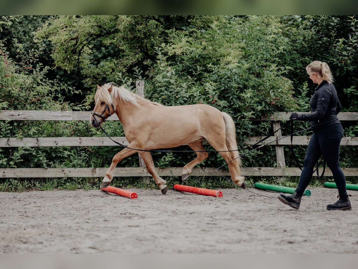 Caballos islandeses Caballo castrado 10 años 138 cm Bayo in Rosenberg