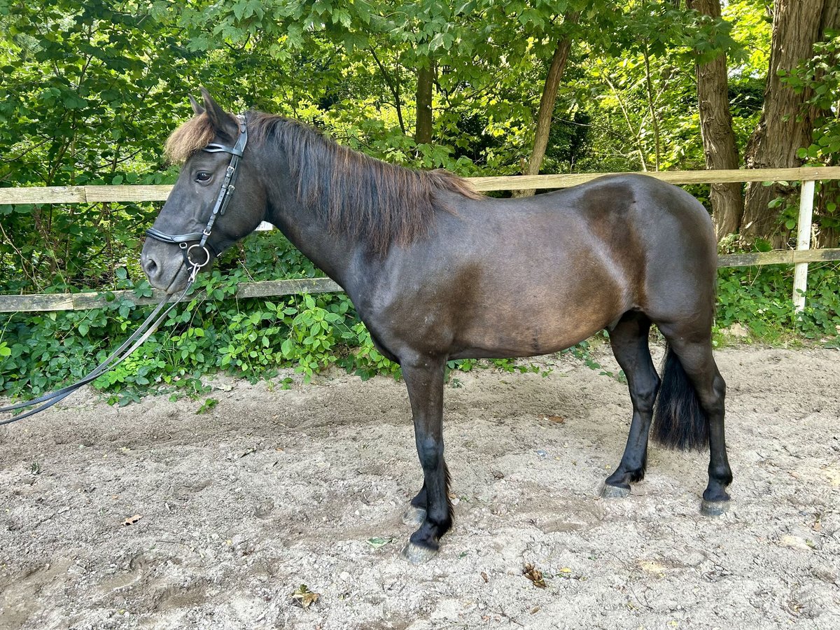 Caballos islandeses Mestizo Caballo castrado 10 años 140 cm in Oelixdorf