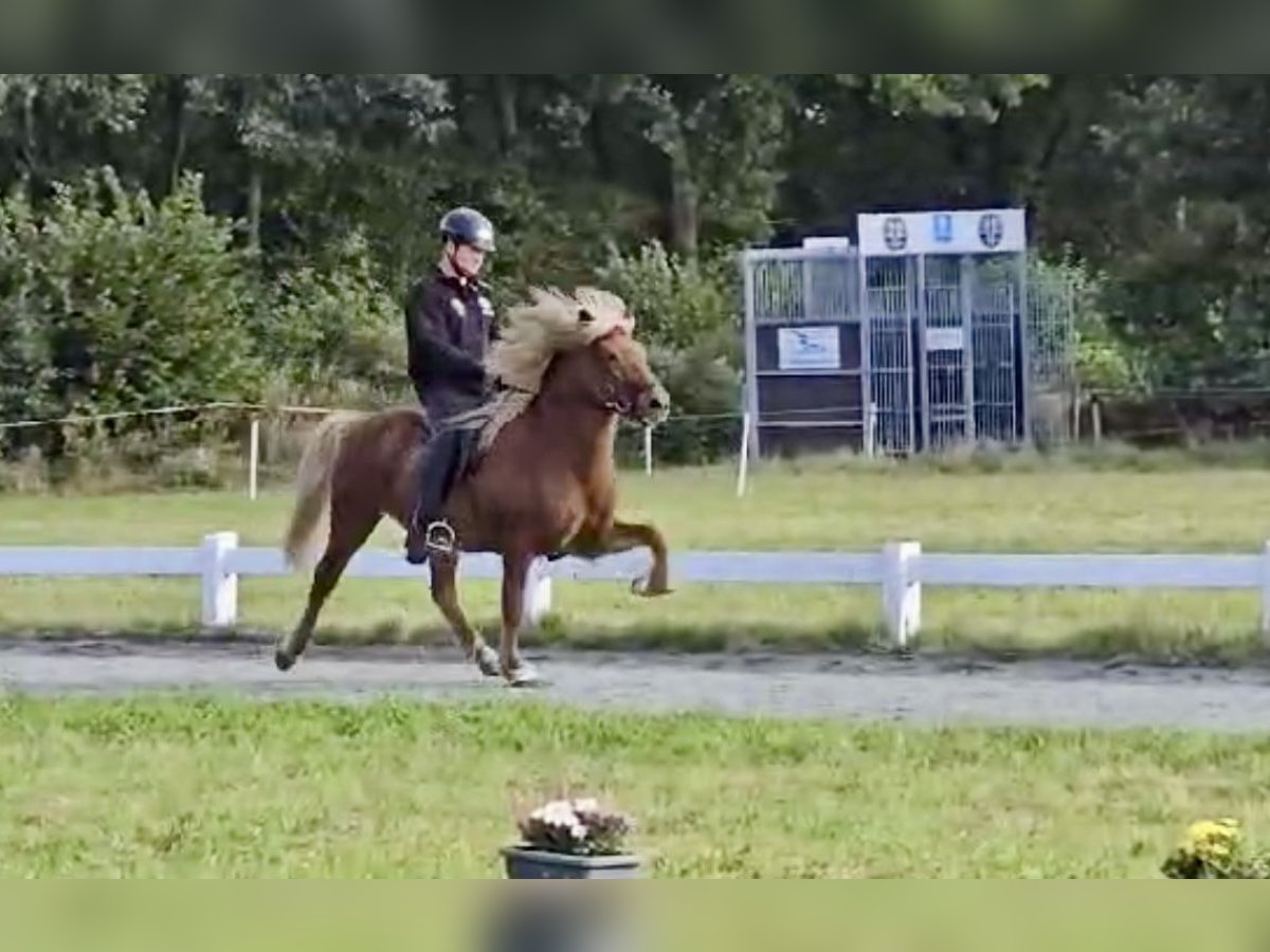 Caballos islandeses Caballo castrado 10 años 141 cm Alazán in Ehndorf