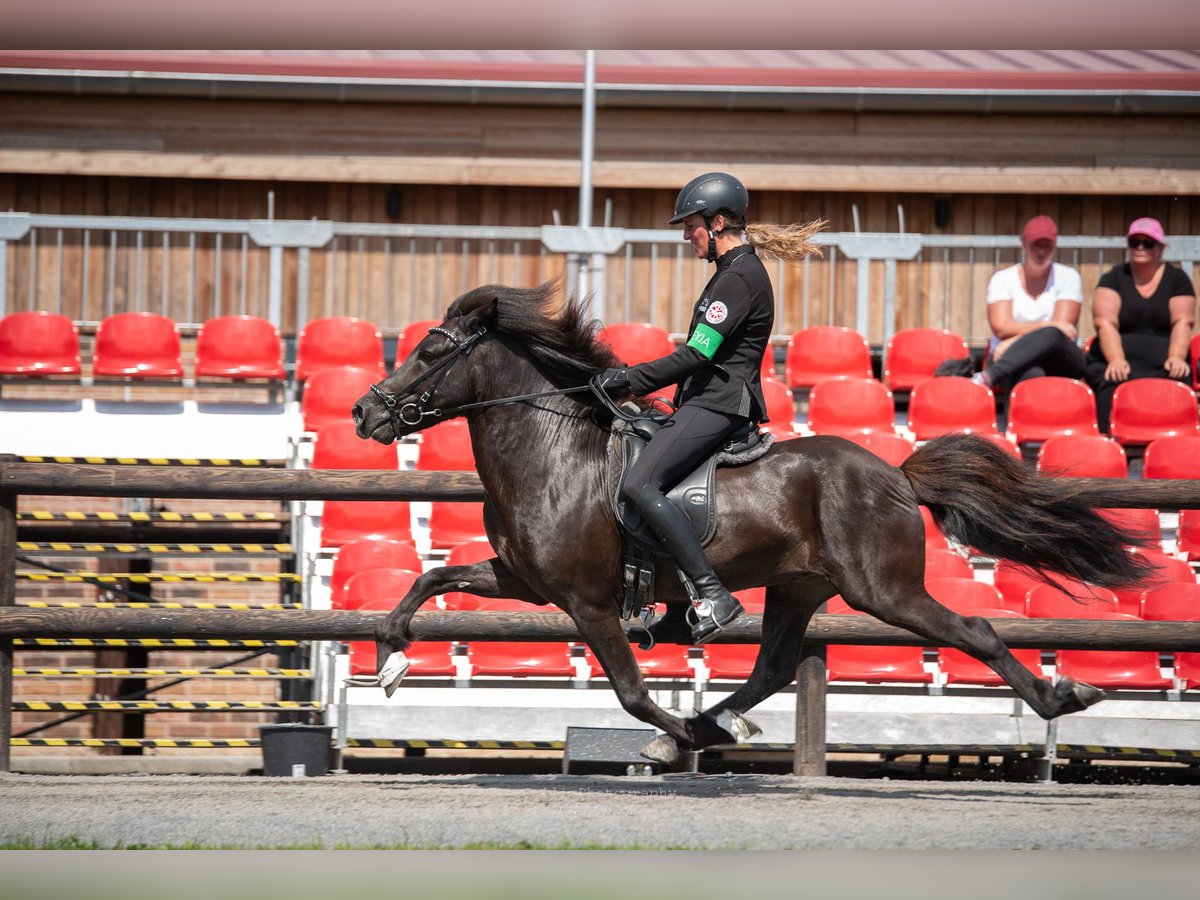 Caballos islandeses Caballo castrado 10 años 142 cm Negro in Lochen am See