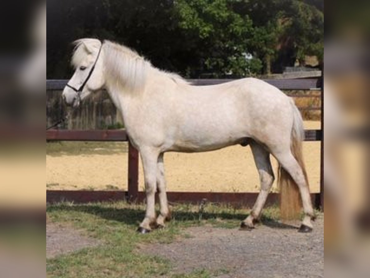 Caballos islandeses Caballo castrado 10 años 142 cm Tordo in Mettmann