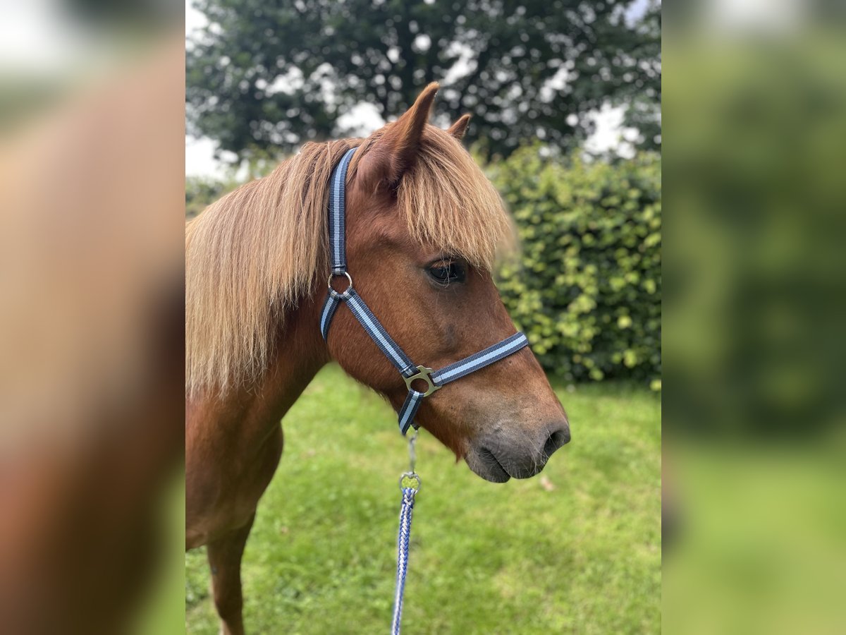 Caballos islandeses Caballo castrado 10 años 145 cm Alazán in Geeste