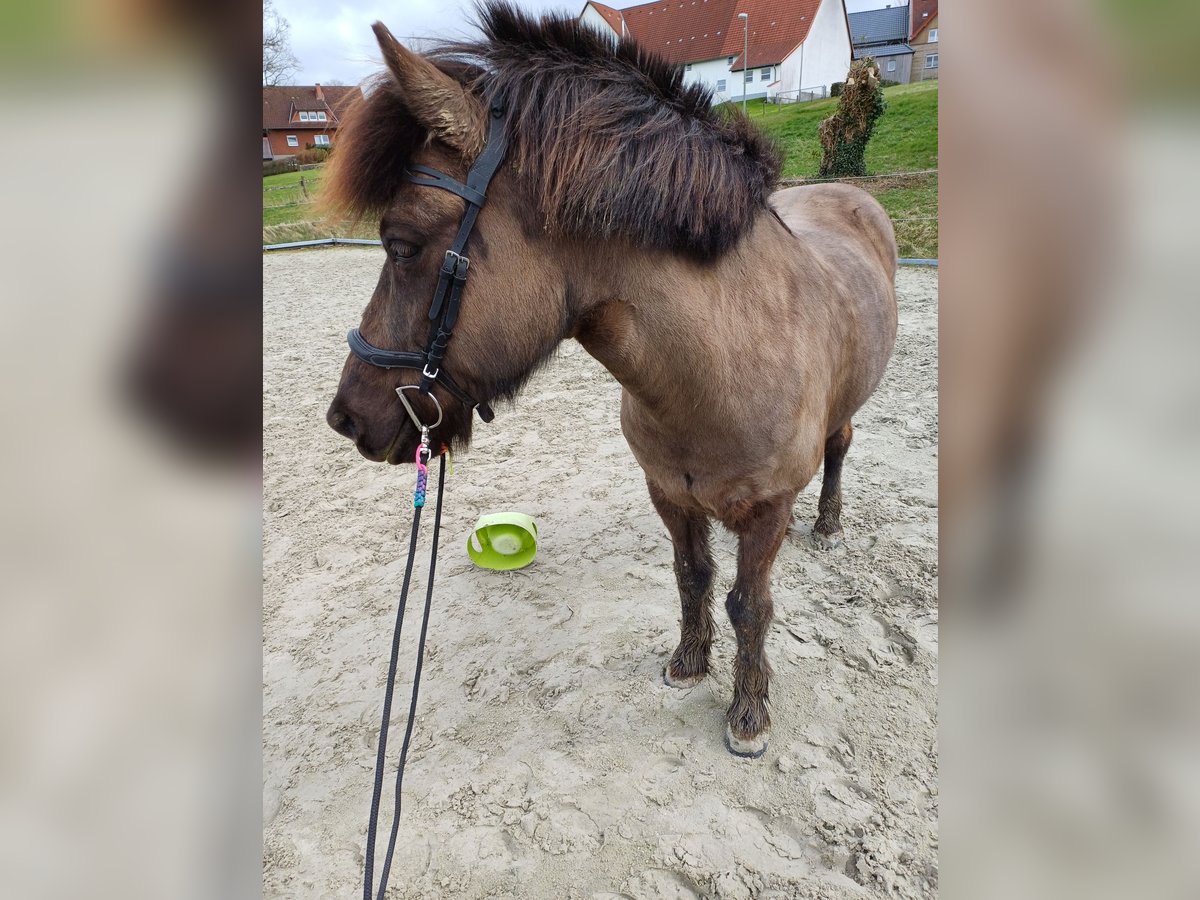 Caballos islandeses Caballo castrado 11 años 135 cm in Paderborn