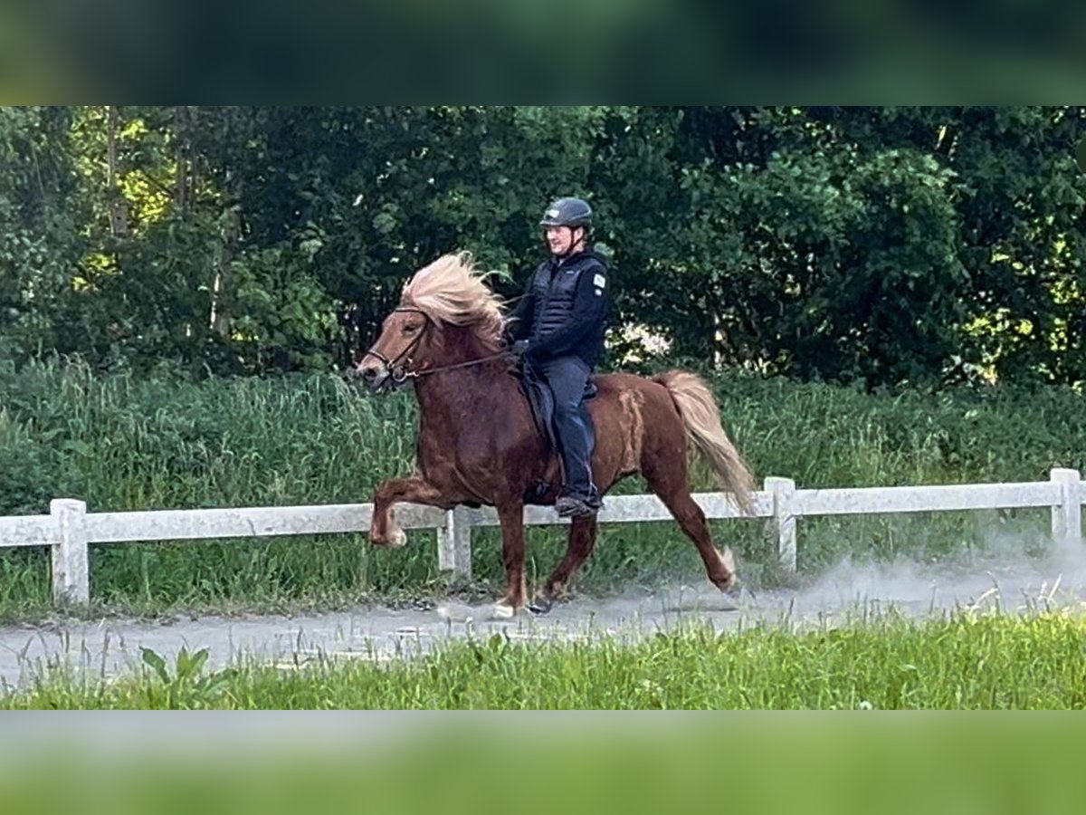 Caballos islandeses Caballo castrado 11 años 141 cm Alazán in Ehndorf