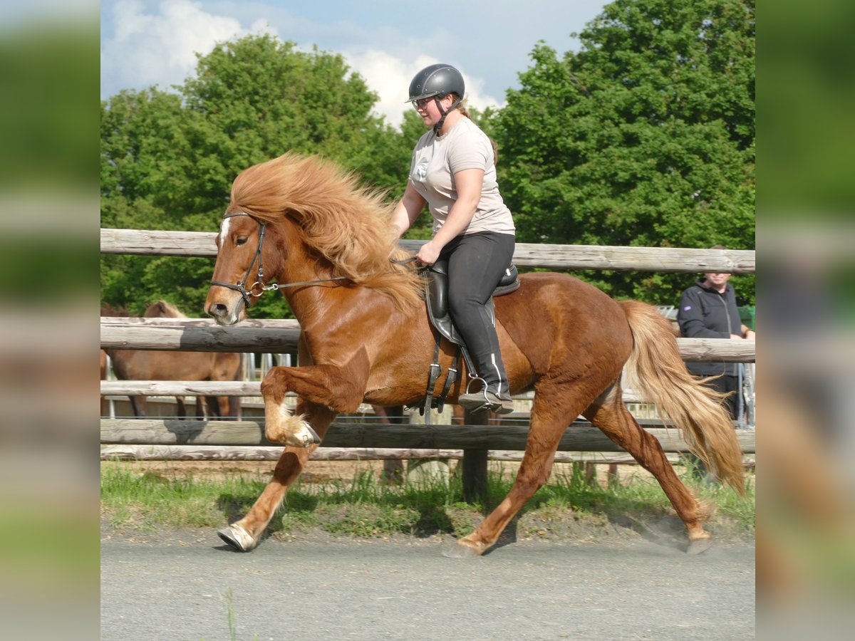 Caballos islandeses Caballo castrado 11 años 142 cm Alazán in Euskirchen