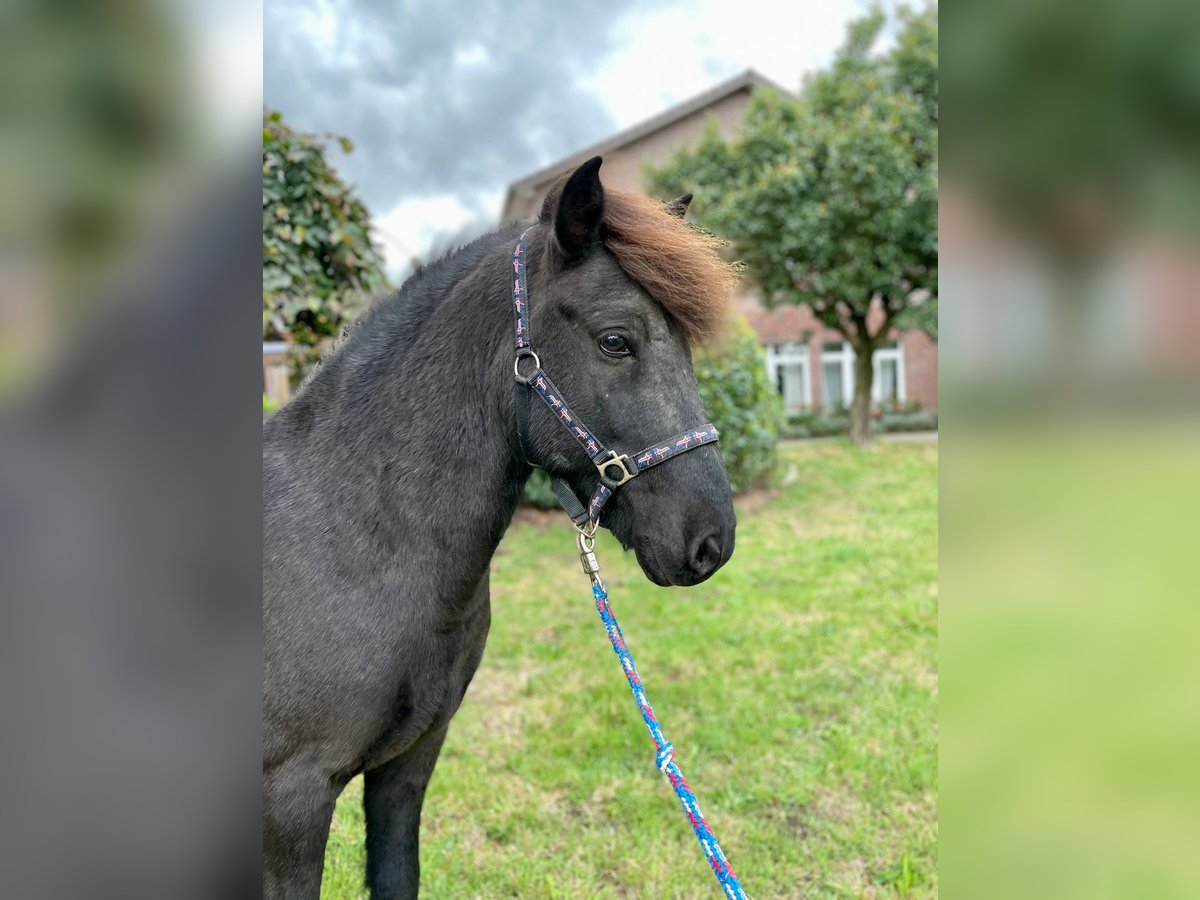 Caballos islandeses Caballo castrado 11 años 142 cm Negro in Stapelfeld