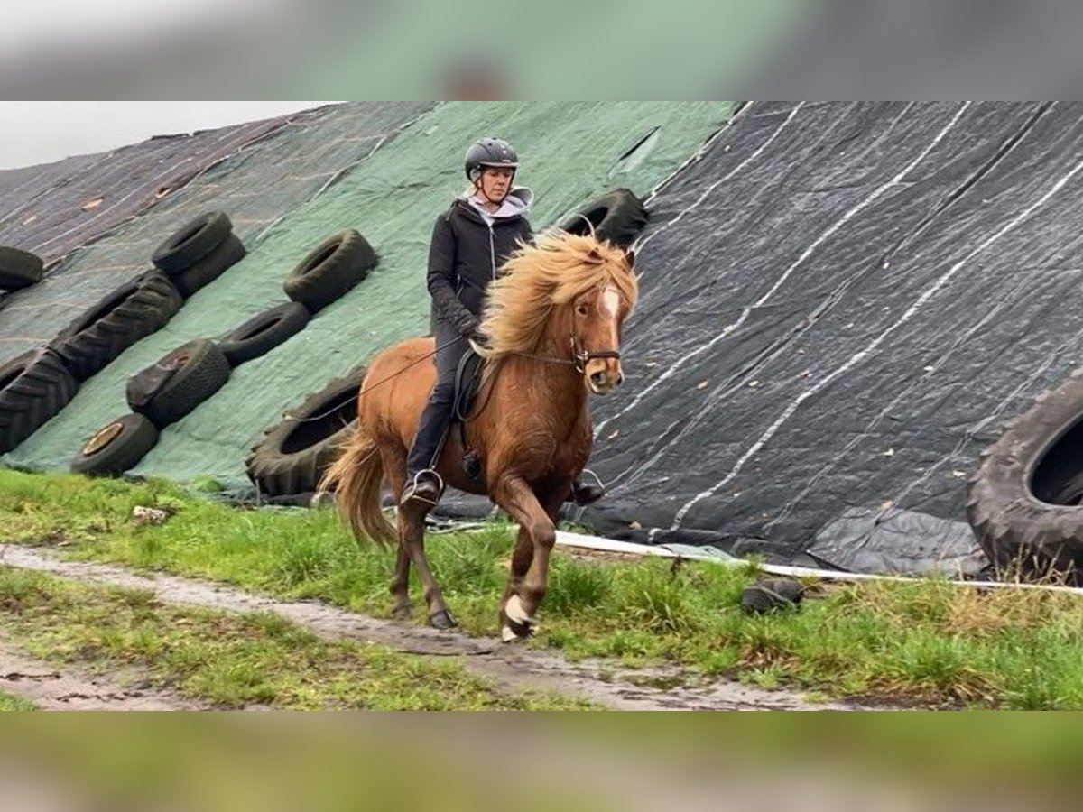 Caballos islandeses Caballo castrado 11 años 145 cm Alazán in Schneverdingen