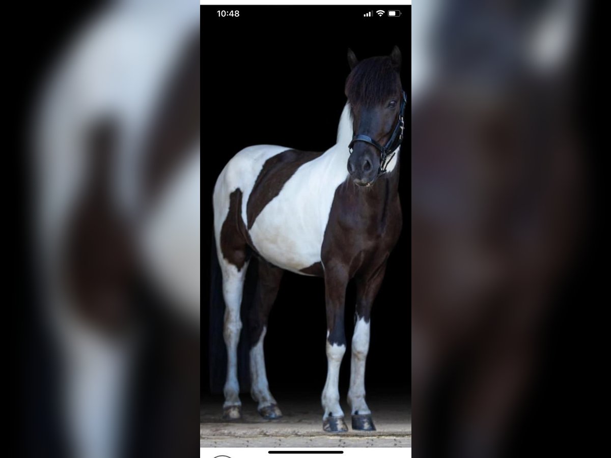 Caballos islandeses Caballo castrado 11 años 148 cm Pío in Düsseldorf