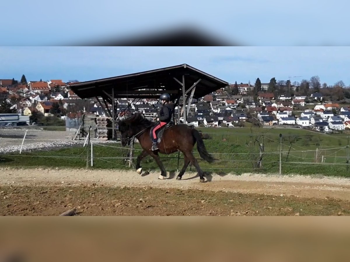 Caballos islandeses Caballo castrado 11 años 150 cm Morcillo in Börtlingen