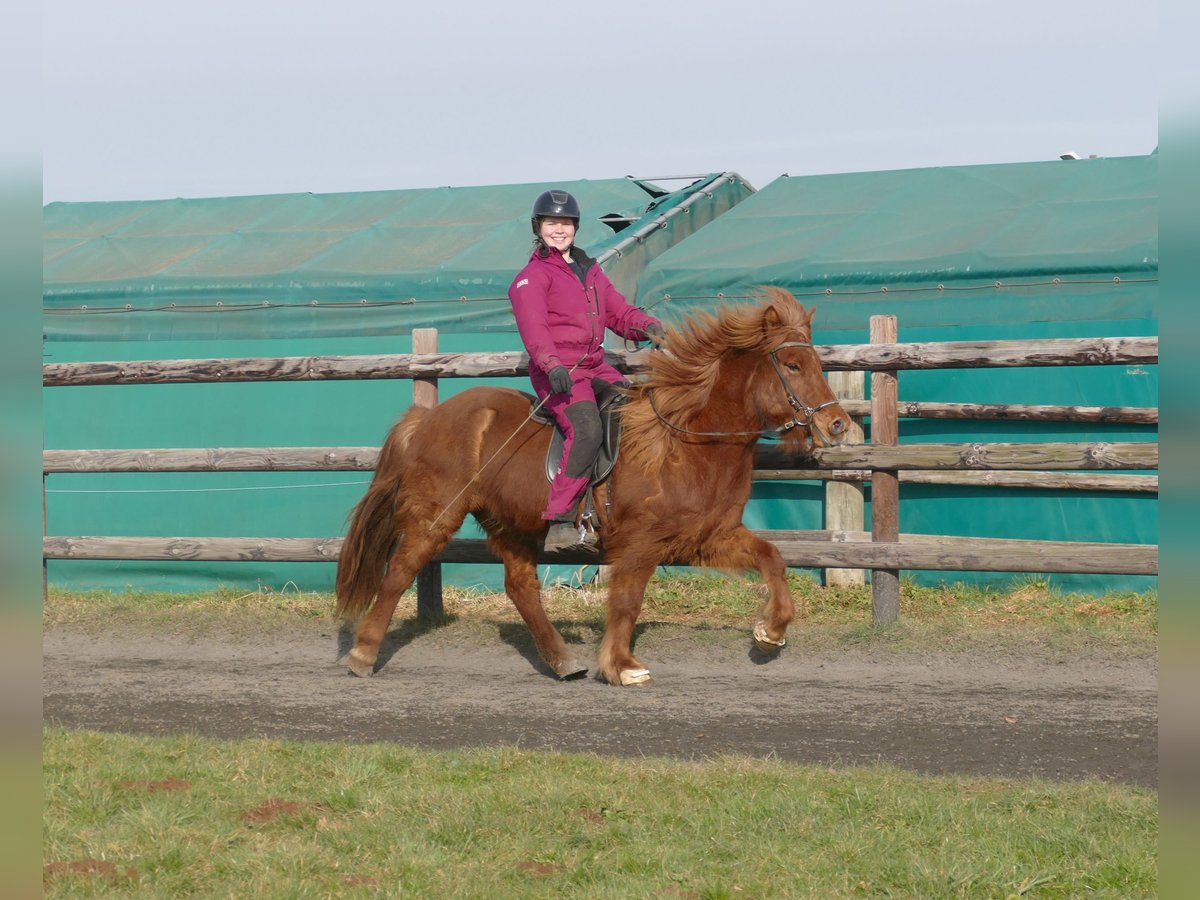 Caballos islandeses Caballo castrado 12 años 141 cm Alazán in Euskirchen