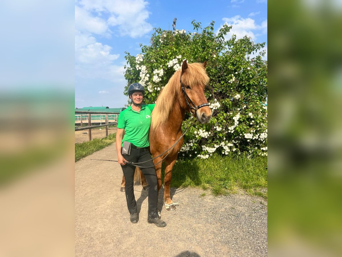 Caballos islandeses Caballo castrado 12 años 155 cm Alazán in Euskirchen