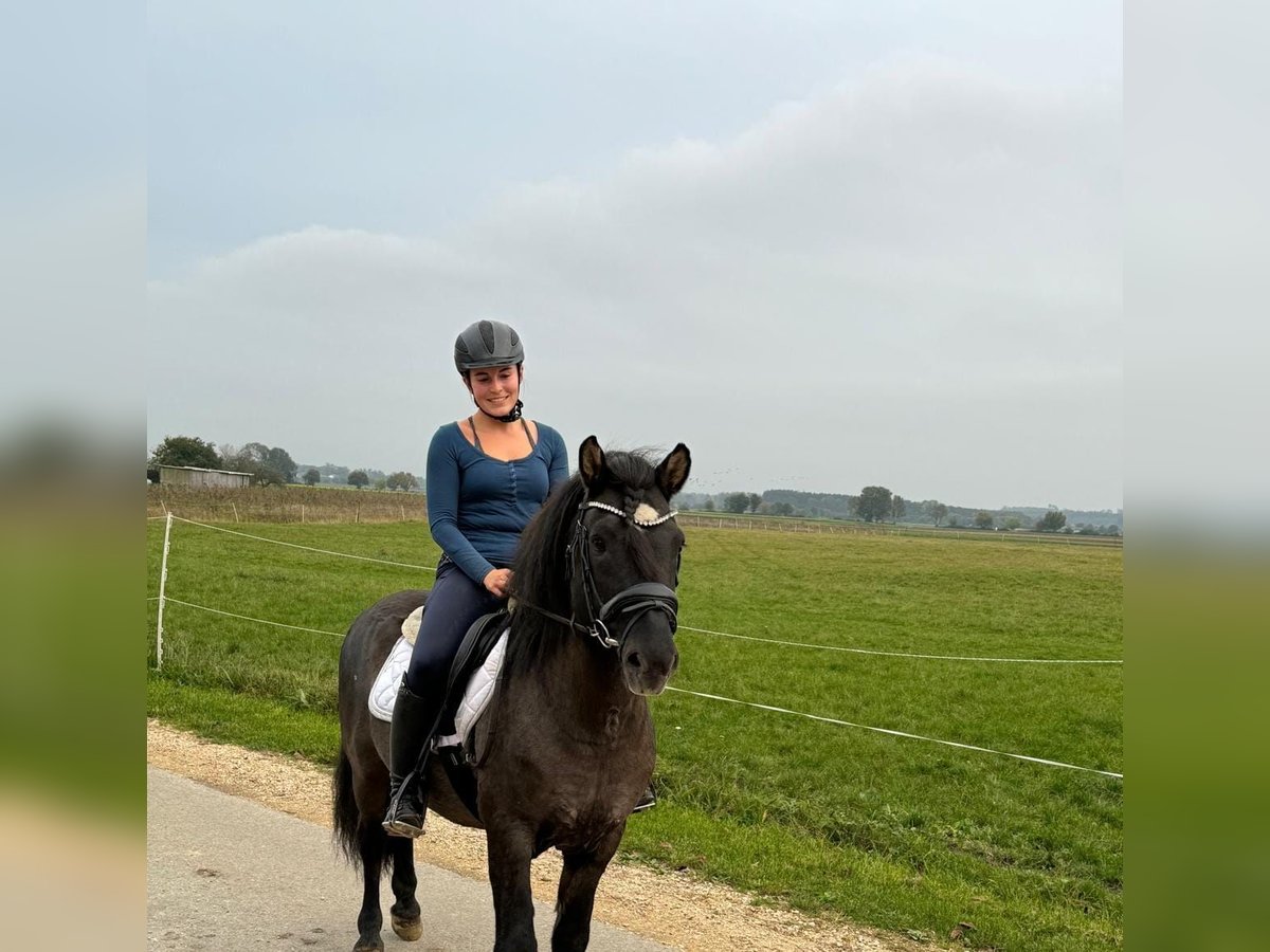 Caballos islandeses Caballo castrado 13 años 135 cm Negro in Grevenbroich