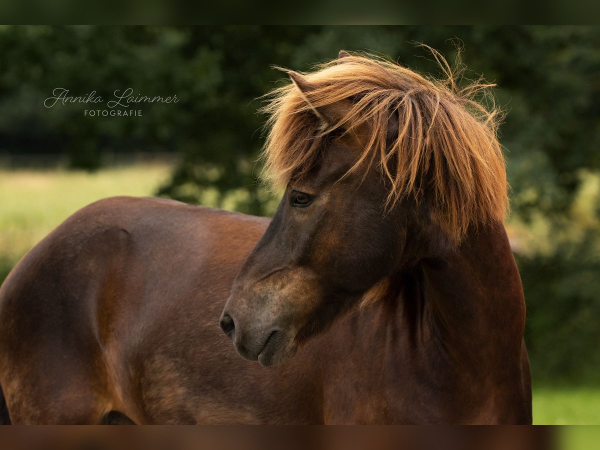 Caballos islandeses Caballo castrado 13 años 137 cm Negro in Düsseldorf