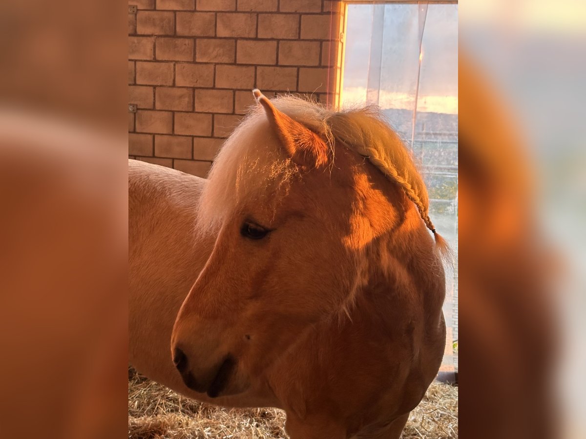 Caballos islandeses Caballo castrado 13 años 138 cm Palomino in Aargau (Freiamt)