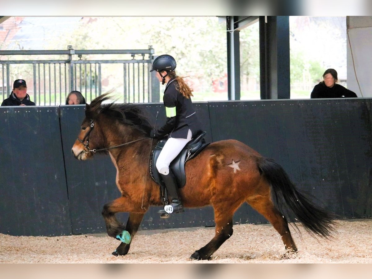 Caballos islandeses Caballo castrado 13 años 139 cm Castaño in Stapelfeld