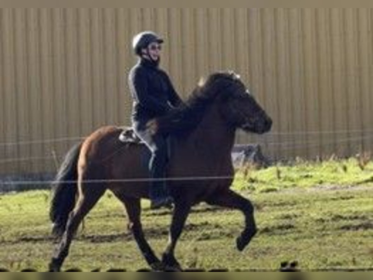 Caballos islandeses Caballo castrado 13 años 140 cm Castaño in Schneverdingen