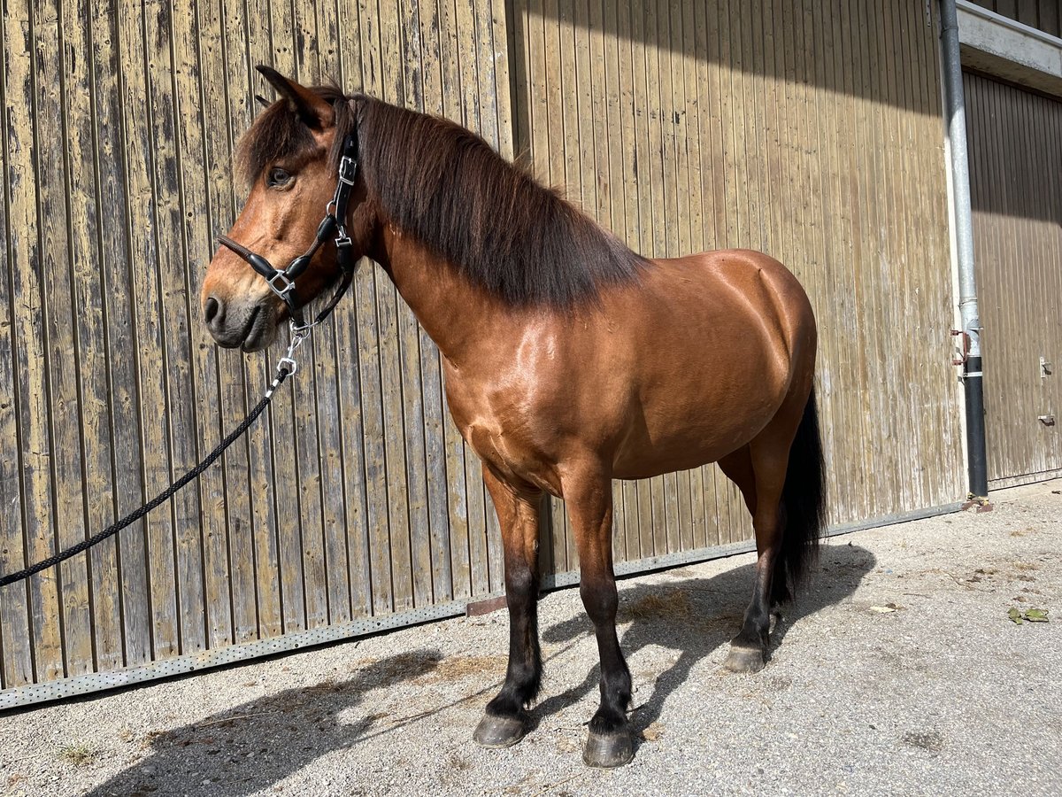 Caballos islandeses Caballo castrado 13 años 142 cm Castaño in Waldburg Caballos islandeses Caballo castrado 13 años 142 cm Castaño in Waldburg