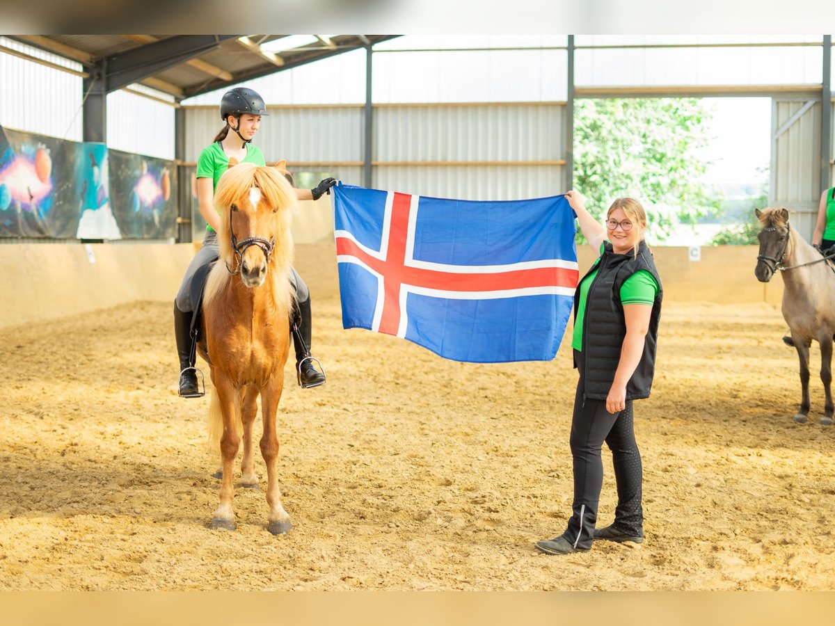 Caballos islandeses Caballo castrado 13 años 144 cm Alazán in Euskirchen