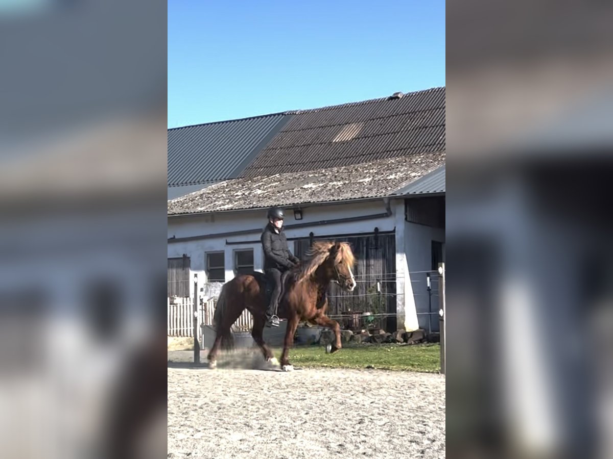 Caballos islandeses Caballo castrado 13 años 144 cm Alazán-tostado in Nettersheim