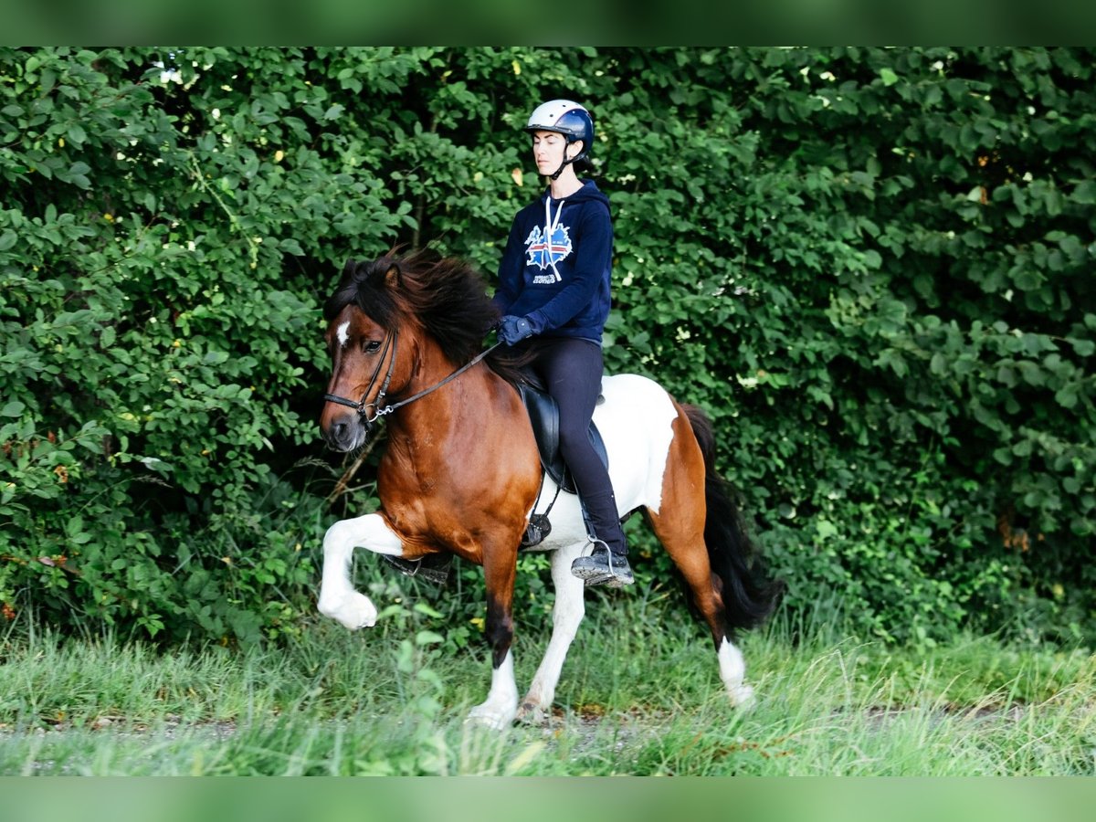 Caballos islandeses Caballo castrado 13 años 144 cm Pío in Taufkirchen an der Trattnach