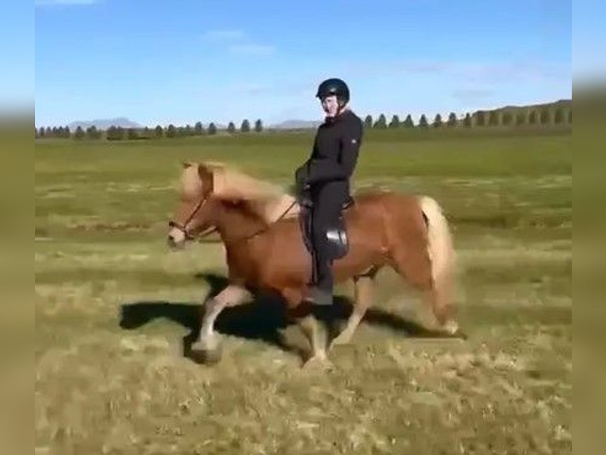 Caballos islandeses Caballo castrado 13 años 145 cm Alazán in Schneverdingen