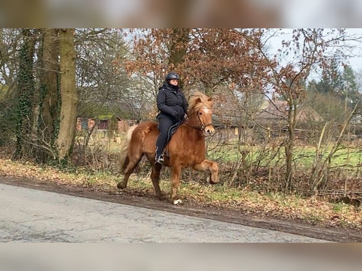 Caballos islandeses Caballo castrado 13 años 145 cm Alazán in Schneverdingen