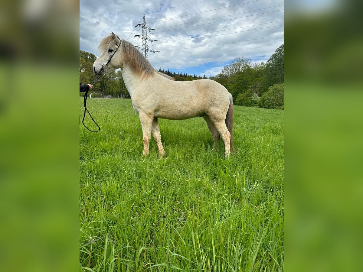 Caballos islandeses Caballo castrado 13 años 145 cm Tordo in Püttlingen