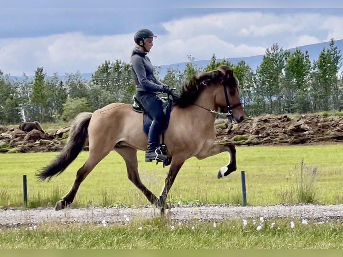 Caballos islandeses Caballo castrado 14 años 149 cm Buckskin/Bayo in Toblaten