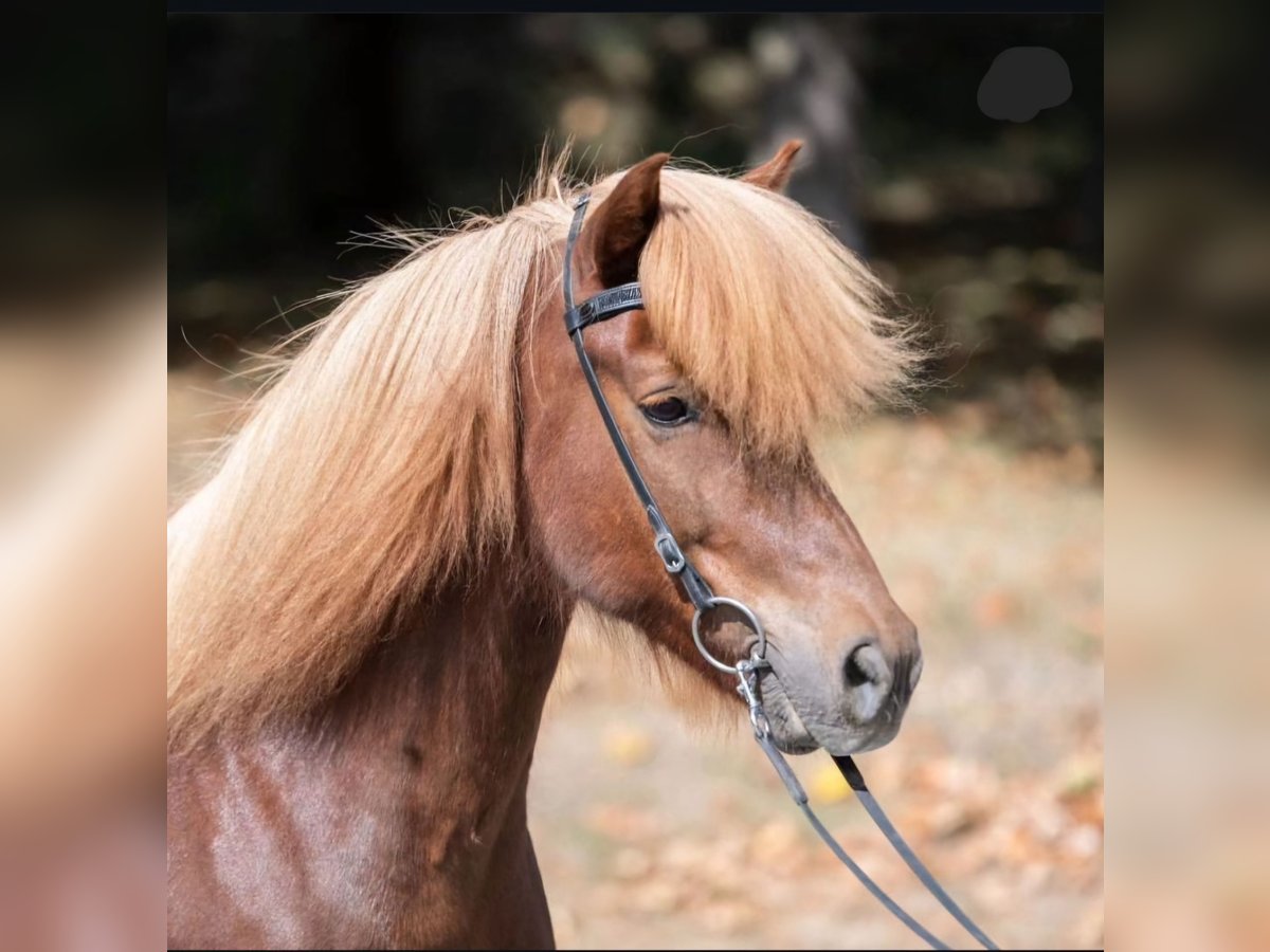 Caballos islandeses Caballo castrado 15 años 144 cm Alazán in Nettersheim