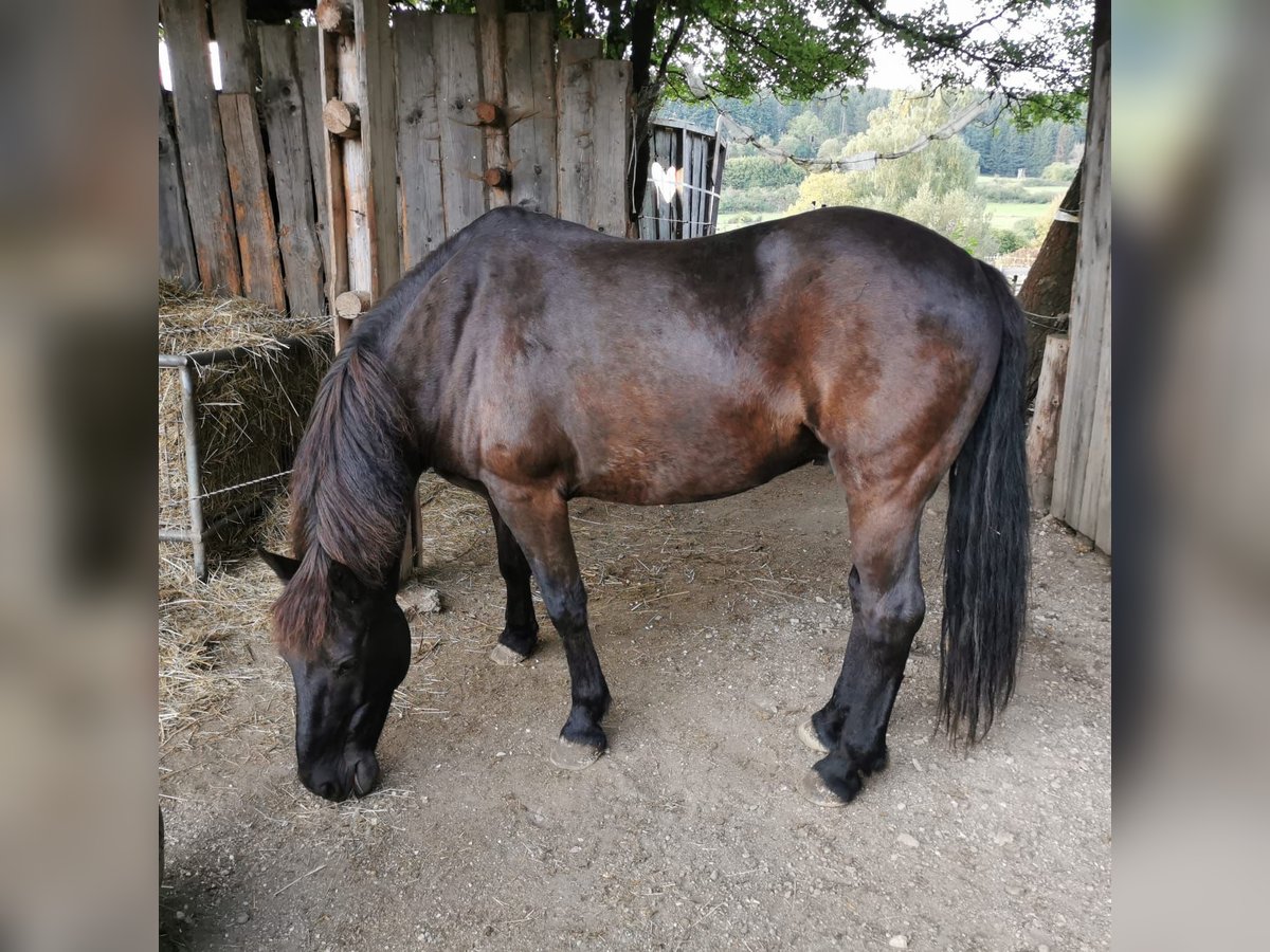 Caballos islandeses Mestizo Caballo castrado 15 años 154 cm Morcillo in Inzigkofen