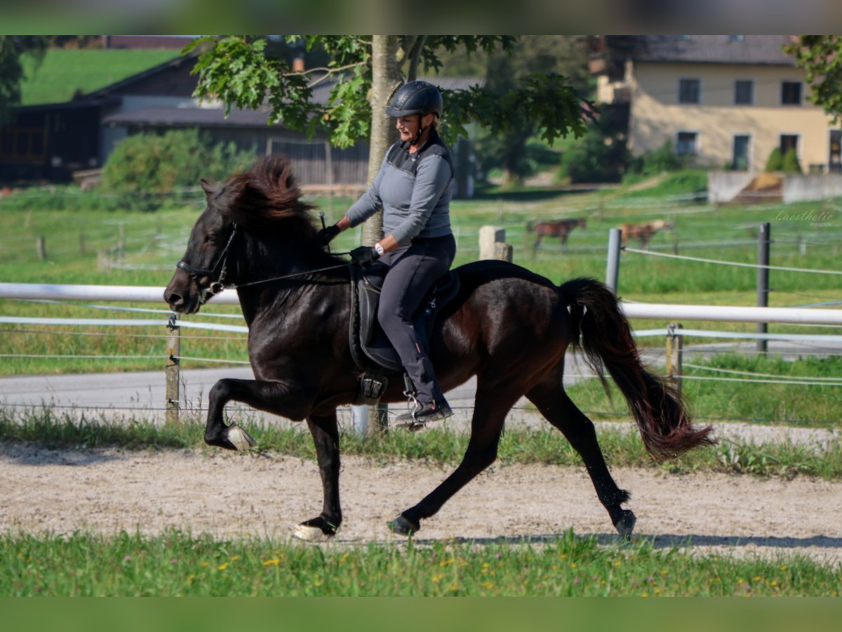 Caballos islandeses Caballo castrado 15 años Negro in Straßwalchen