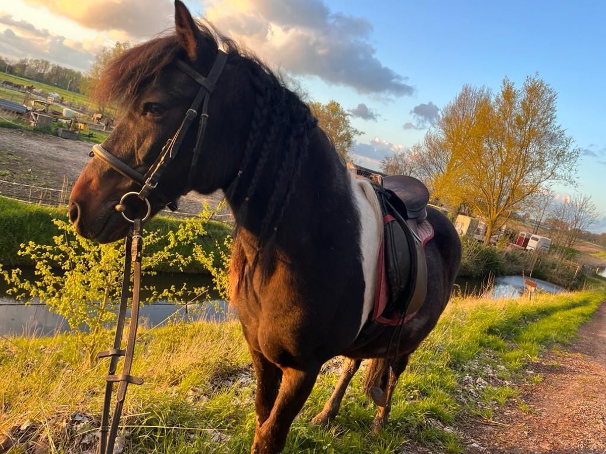 Caballos islandeses Caballo castrado 16 años 138 cm Tordillo negro in Oostvoorne