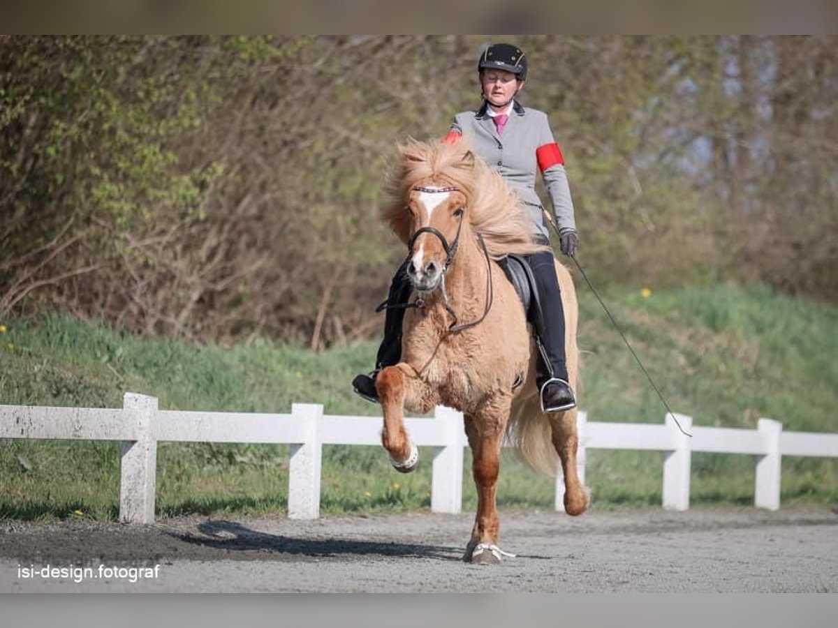 Caballos islandeses Caballo castrado 16 años 148 cm Bayo in Hohenfelde bei Kiel