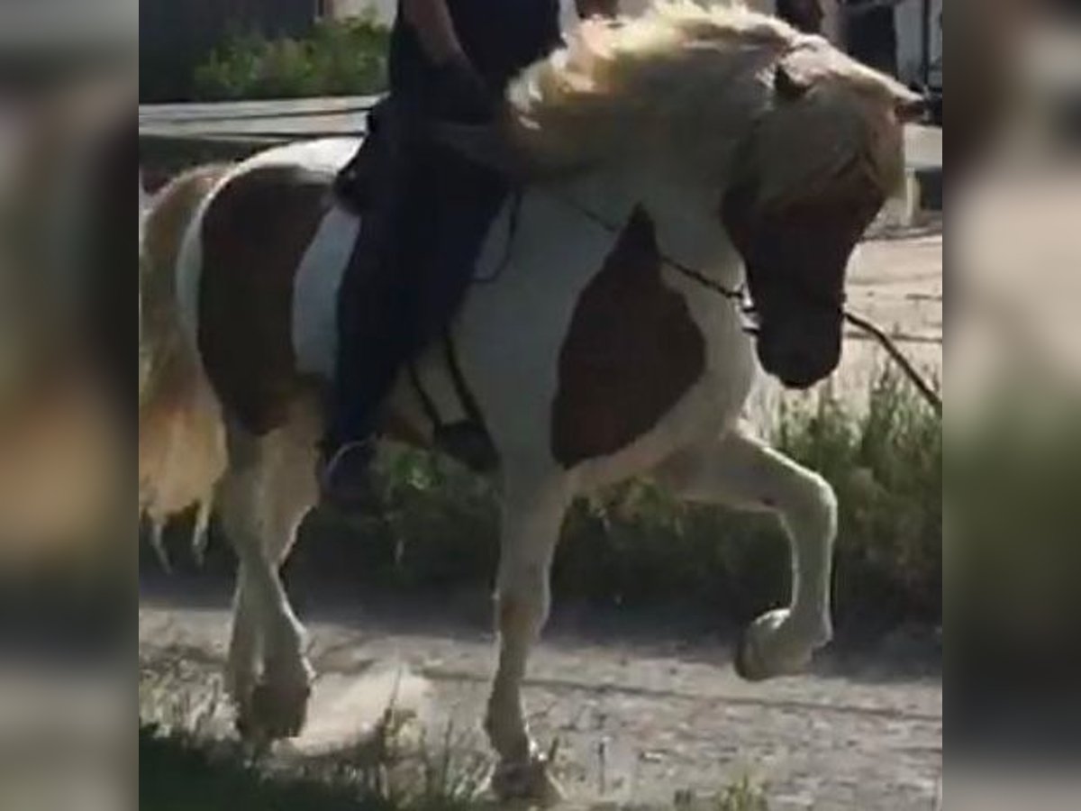 Caballos islandeses Caballo castrado 16 años Pío in Wei&#xDF;enkirchen an der Perschling