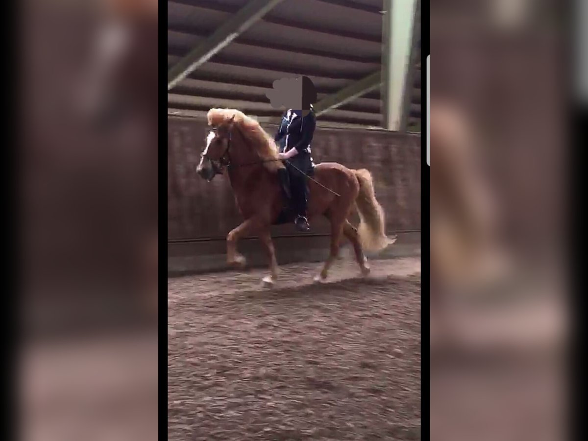 Caballos islandeses Caballo castrado 17 años 140 cm Alazán in Appel Caballos islandeses Caballo castrado 17 años 140 cm Alazán in Appel