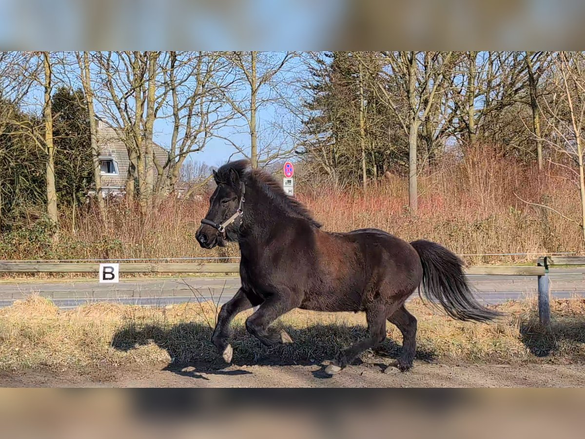 Caballos islandeses Caballo castrado 17 años 140 cm Morcillo in Hagen