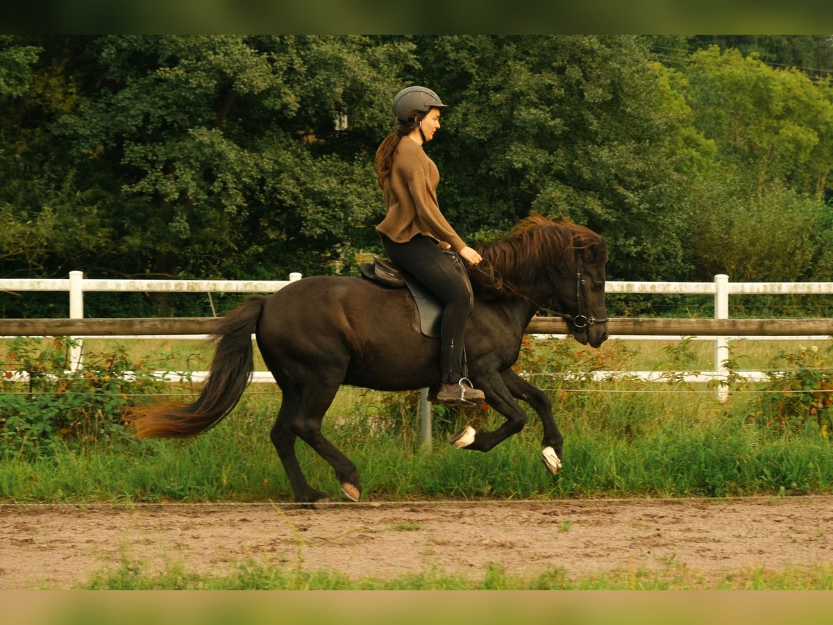 Caballos islandeses Caballo castrado 17 años 140 cm Negro in Eu&#xDF;erthal