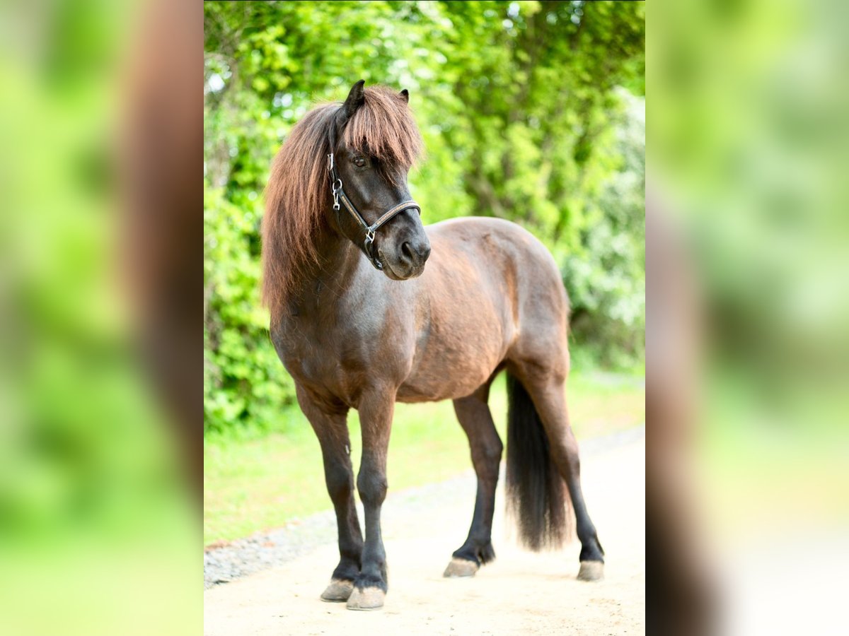 Caballos islandeses Caballo castrado 17 años 140 cm Negro in Euskirchen