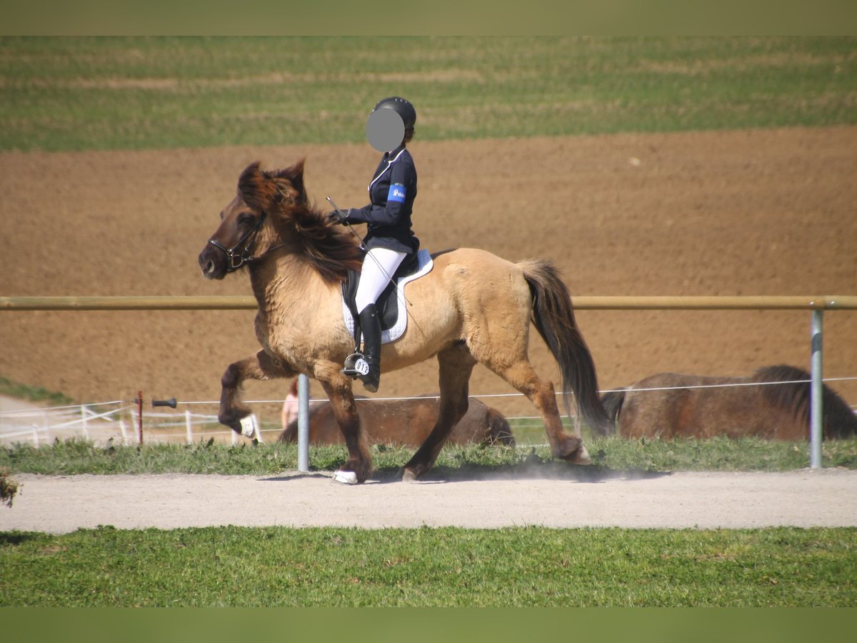 Caballos islandeses Caballo castrado 18 años 139 cm Bayo in Pfalzgrafenweiler