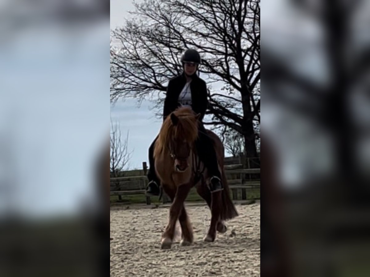 Caballos islandeses Caballo castrado 18 años Alazán in Beckerich Caballos islandeses Caballo castrado 18 años Alazán in Beckerich