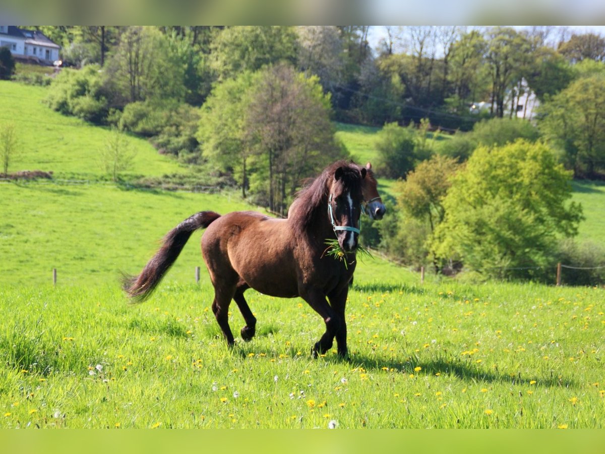 Caballos islandeses Caballo castrado 19 años 139 cm Morcillo in Kevelaer