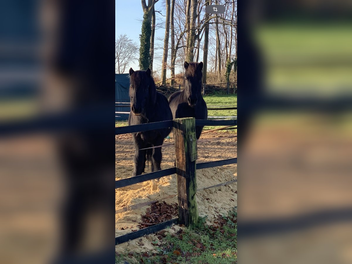 Caballos islandeses Caballo castrado 19 años 148 cm Negro in Altenberge