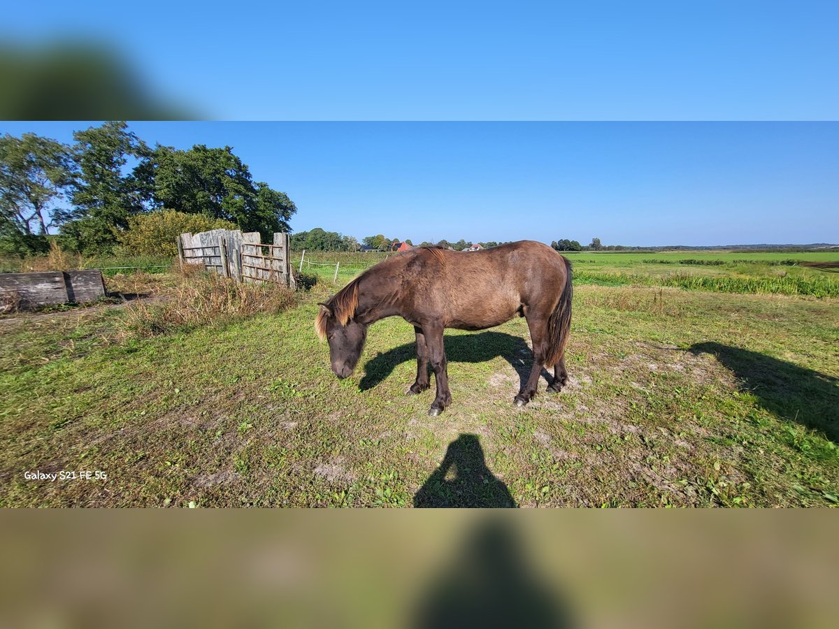 Caballos islandeses Caballo castrado 1 año 145 cm in Mildam